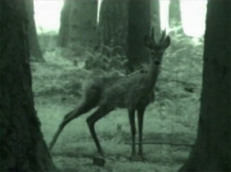 vindicatrix still unborn in vectors